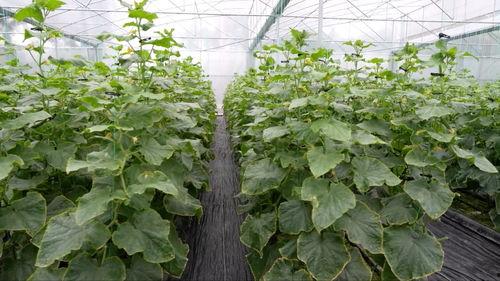 亚洲 国产 熟,国产熟品鉴之旅